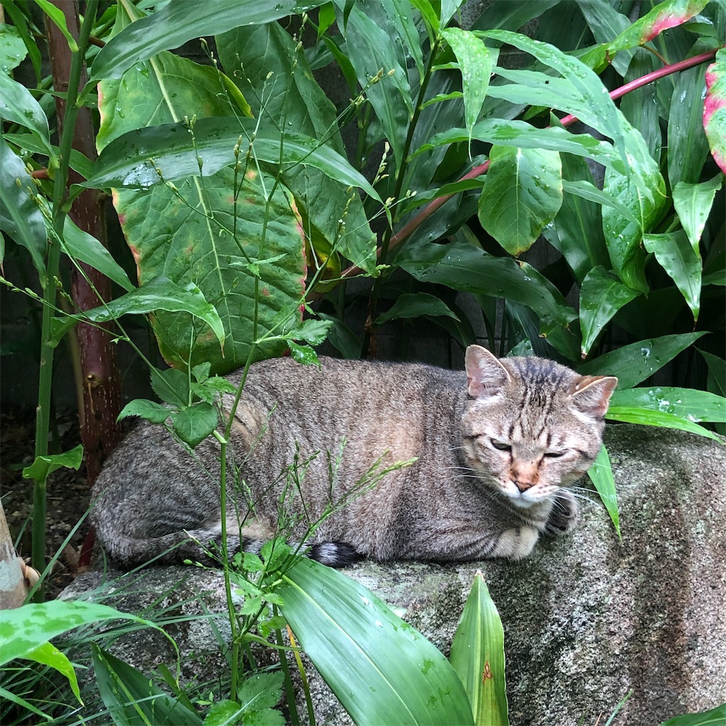 f:id:annesea:20190829112719j:image