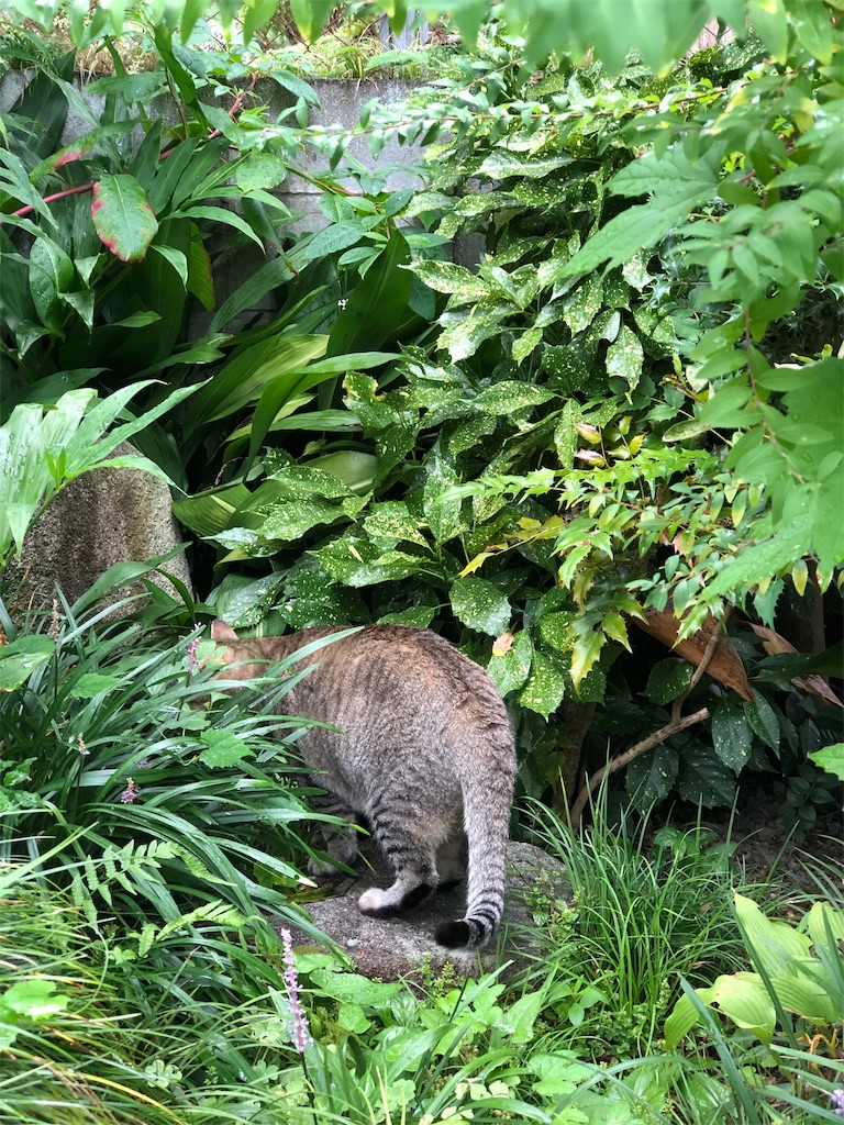 f:id:annesea:20190829112728j:image