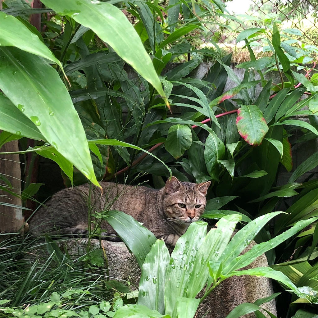 f:id:annesea:20190829112738j:image