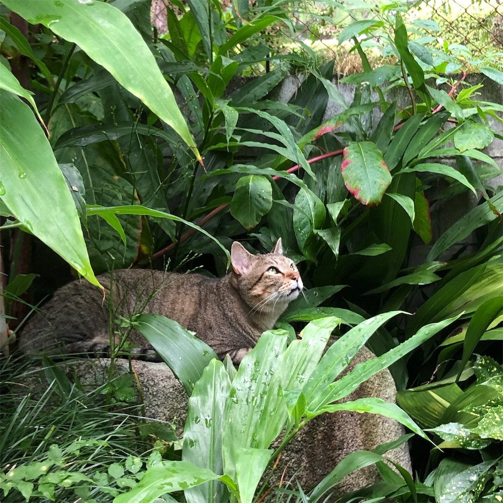 f:id:annesea:20190829112754j:image