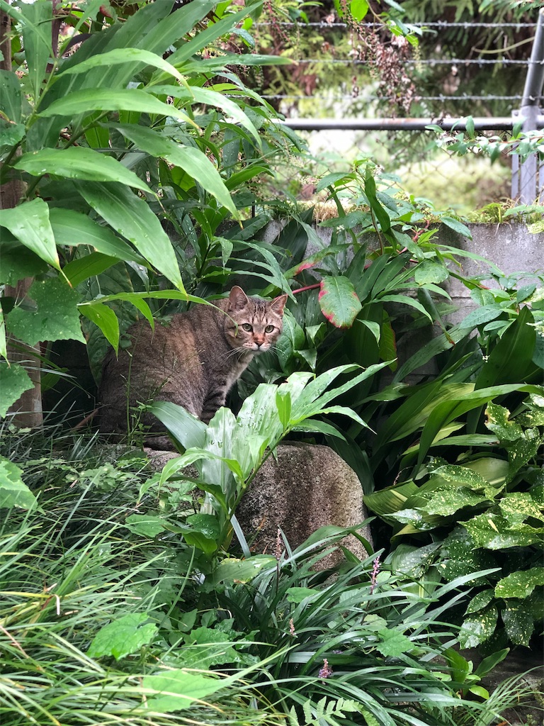 f:id:annesea:20190829112814j:image