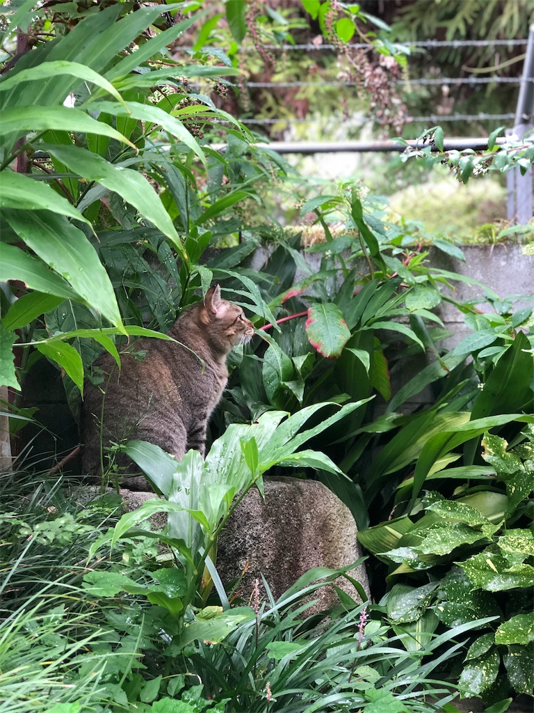 f:id:annesea:20190829112832j:image