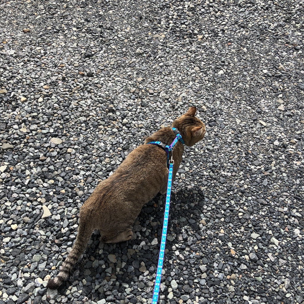 f:id:annesea:20190923172833j:image