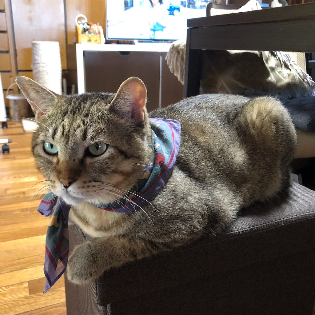 f:id:annesea:20190926225813j:image