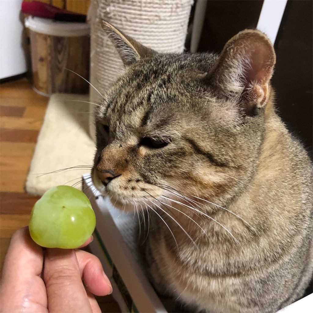 f:id:annesea:20191001225343j:image f:id:annesea:20191001225343j:image