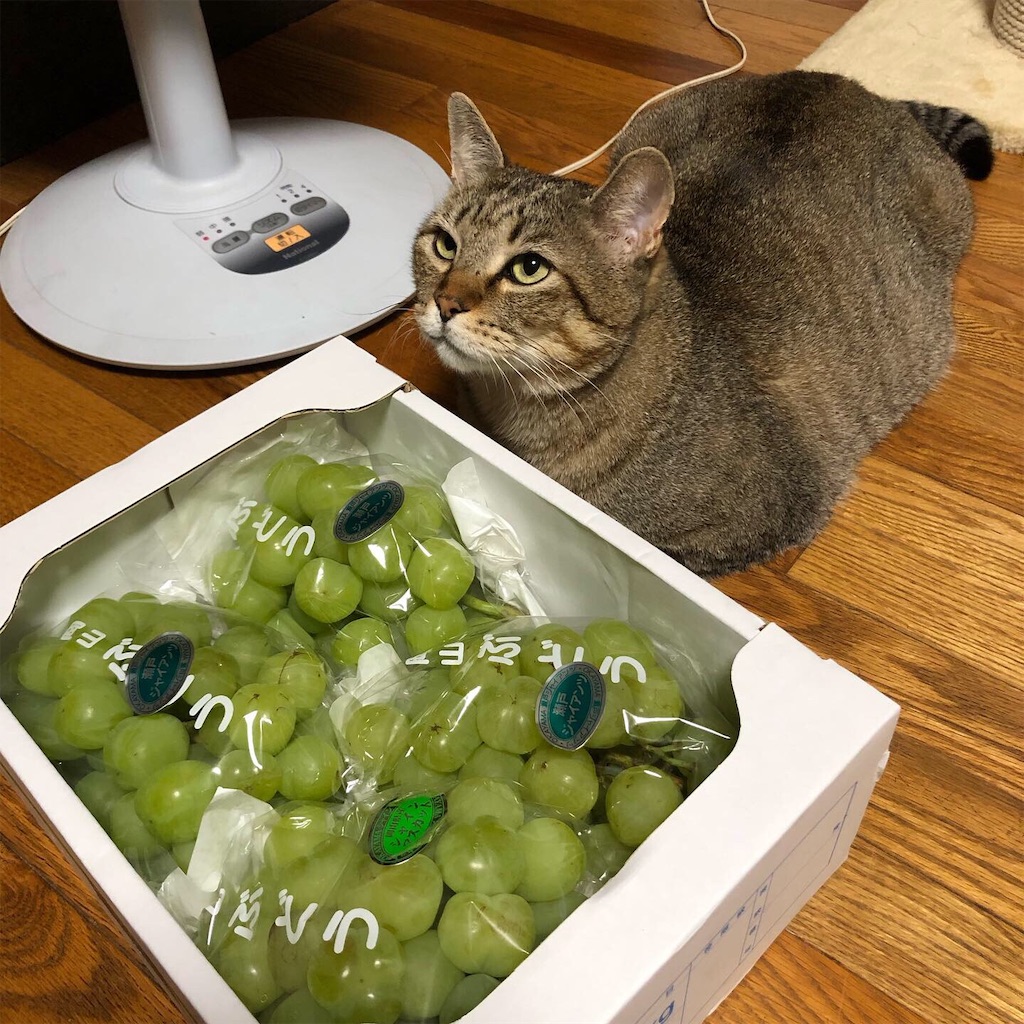 f:id:annesea:20191001225449j:image f:id:annesea:20191001225449j:image