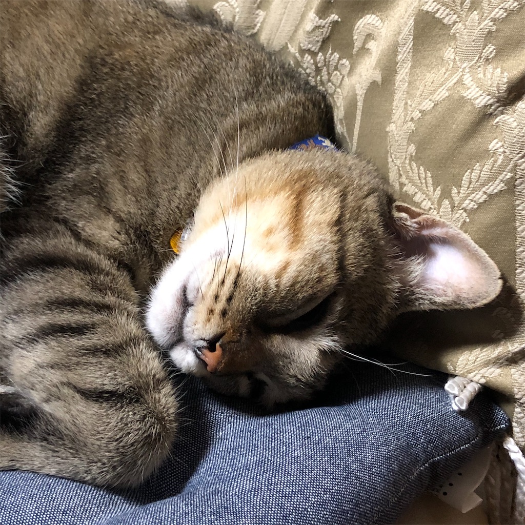 f:id:annesea:20191112235547j:image