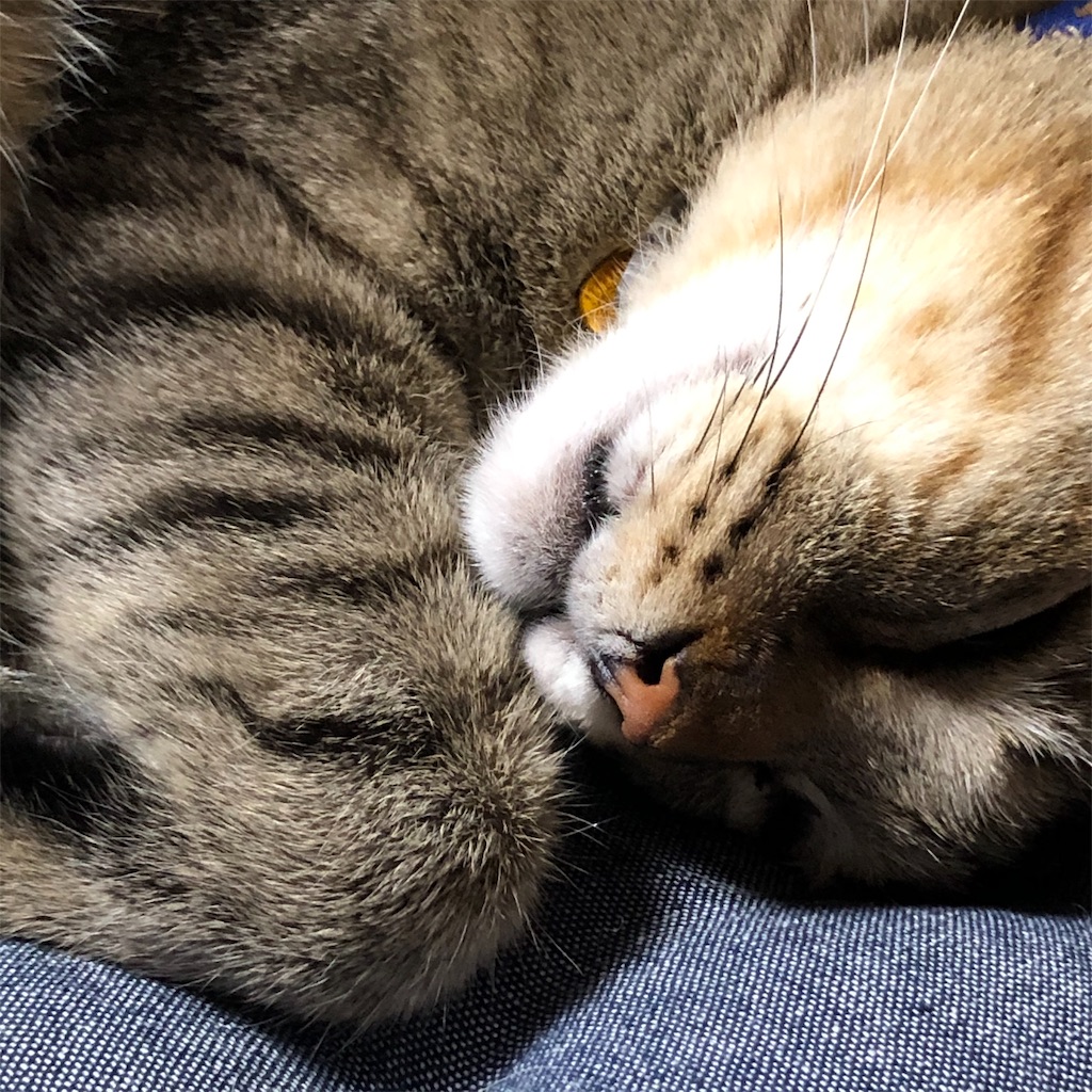 f:id:annesea:20191112235556j:image