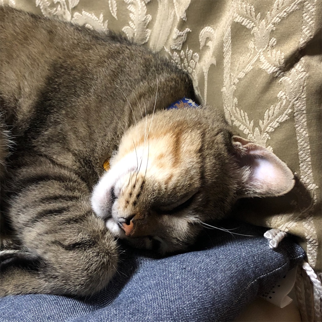 f:id:annesea:20191112235619j:image