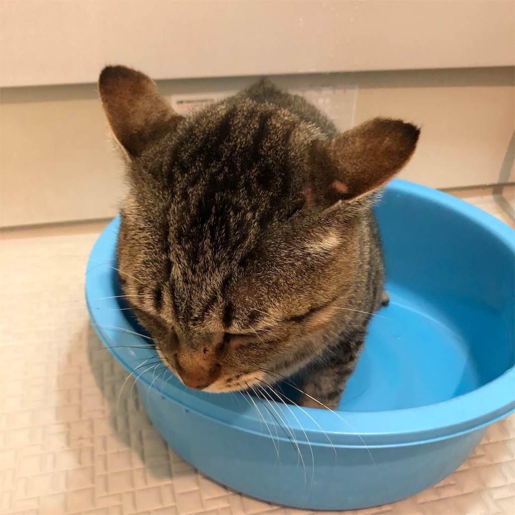 f:id:annesea:20191118205230j:image