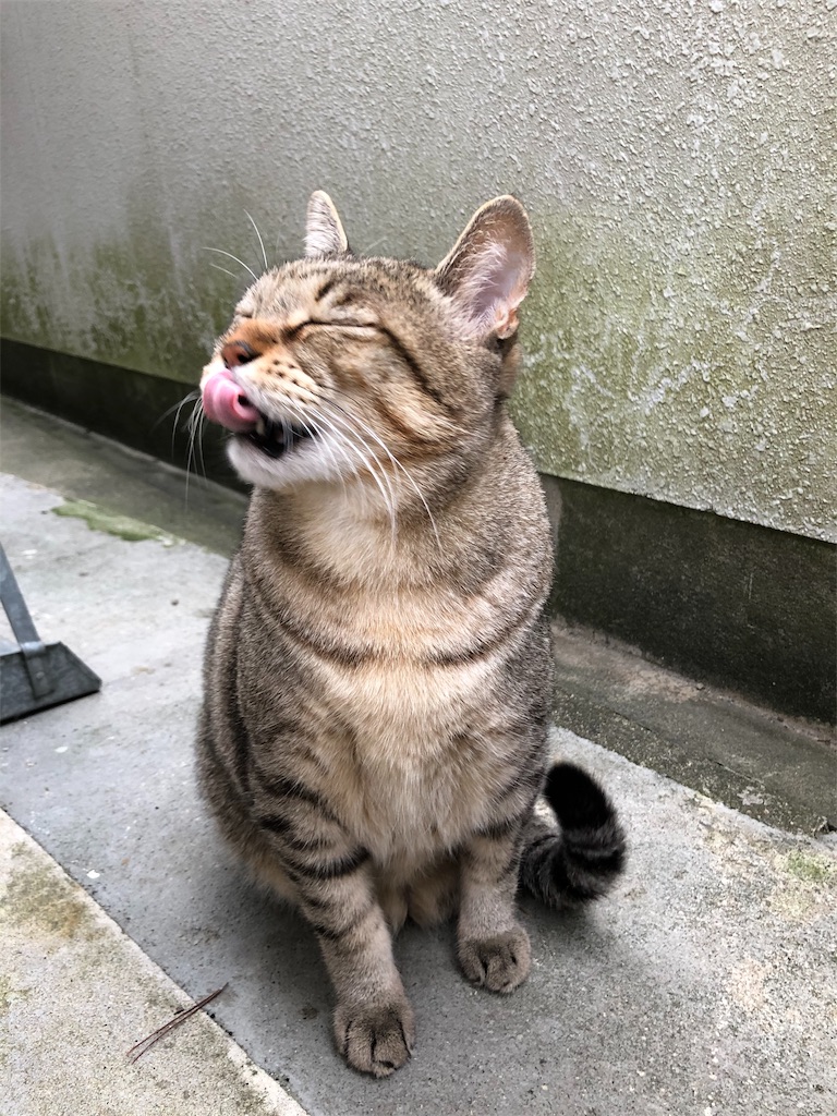 f:id:annesea:20191118205239j:image