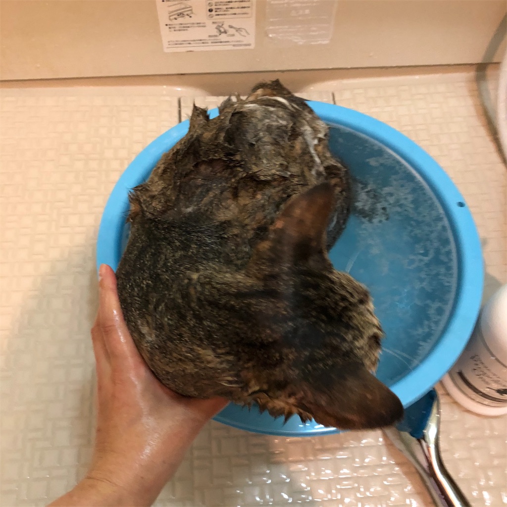 f:id:annesea:20191118205252j:image