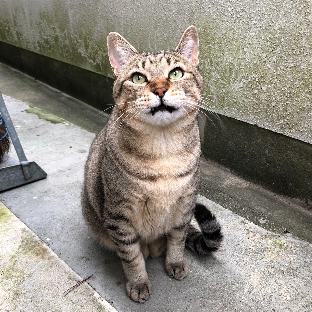 f:id:annesea:20191118205310j:image