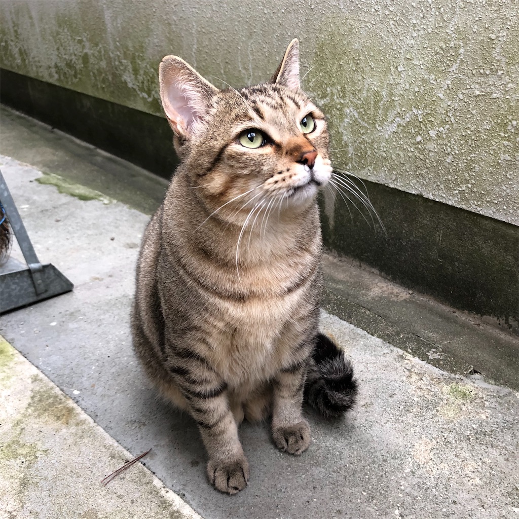 f:id:annesea:20191118205321j:image