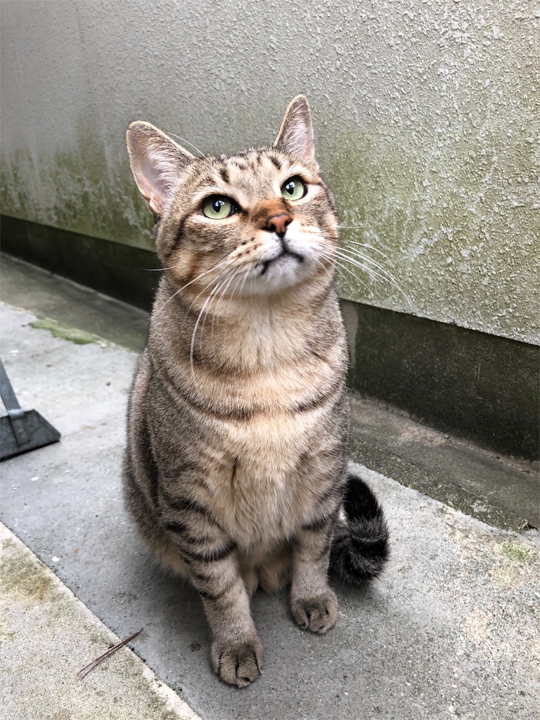 f:id:annesea:20191118205328j:image