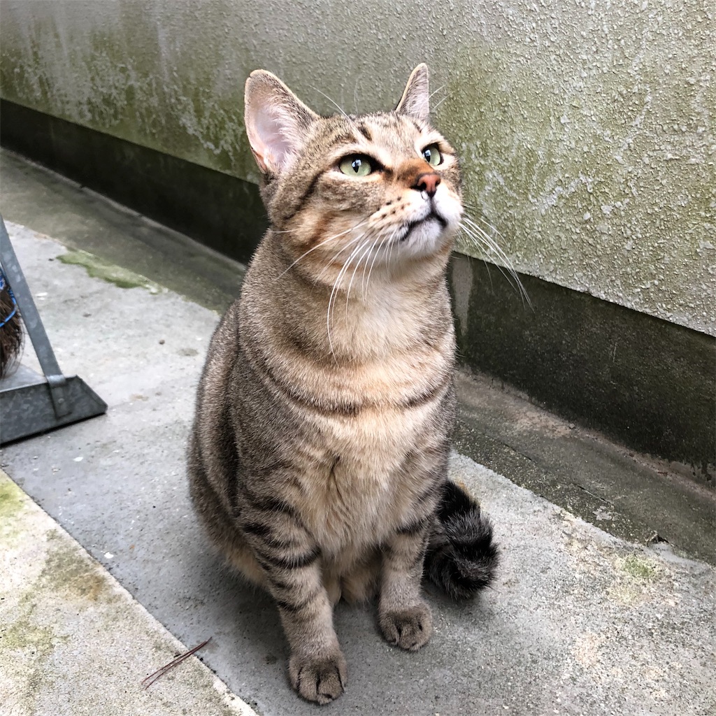 f:id:annesea:20191118205337j:image