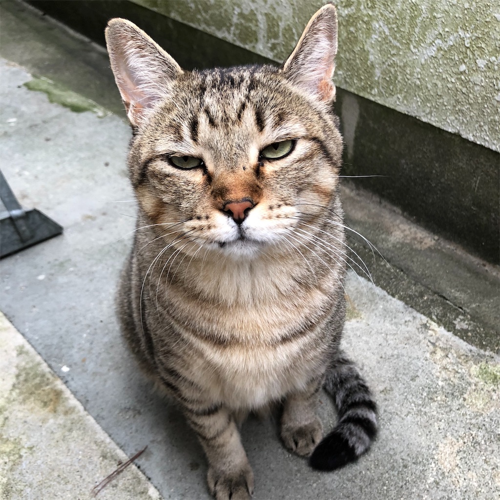 f:id:annesea:20191118205346j:image