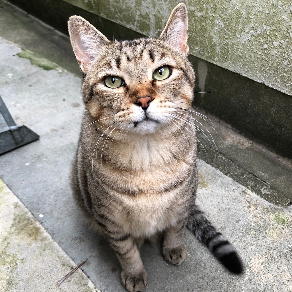 f:id:annesea:20191118205401j:image