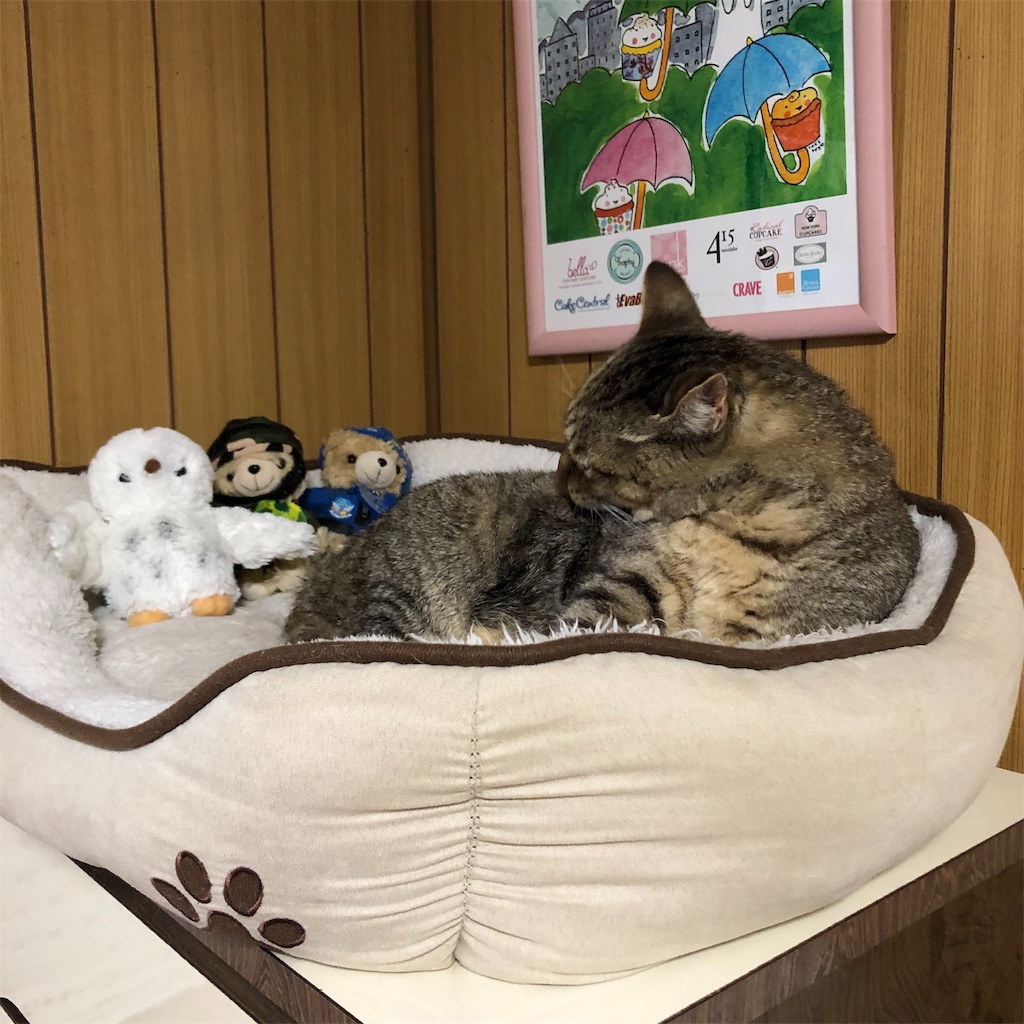 f:id:annesea:20191120212443j:image
