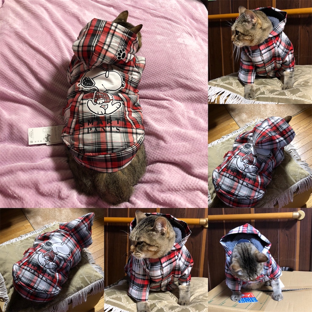f:id:annesea:20191218202010j:image