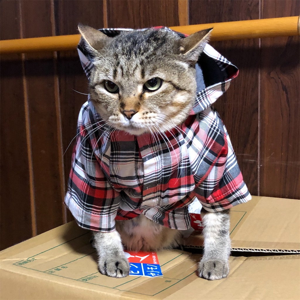 f:id:annesea:20191218202132j:image