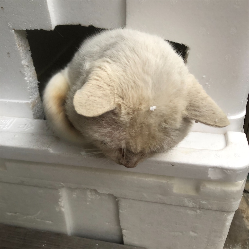 f:id:annesea:20191221174912j:image f:id:annesea:20191221174912j:image