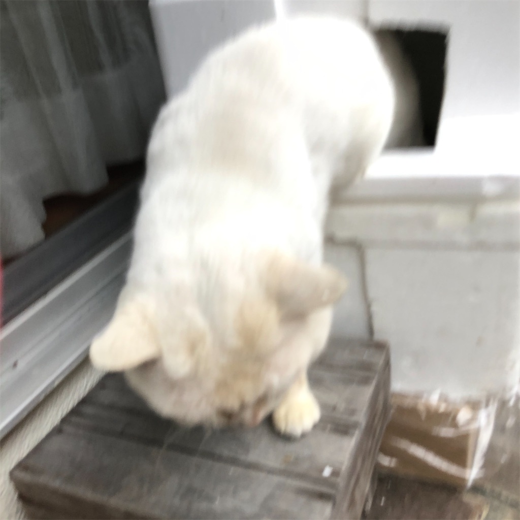 f:id:annesea:20191221175019j:image f:id:annesea:20191221175019j:image