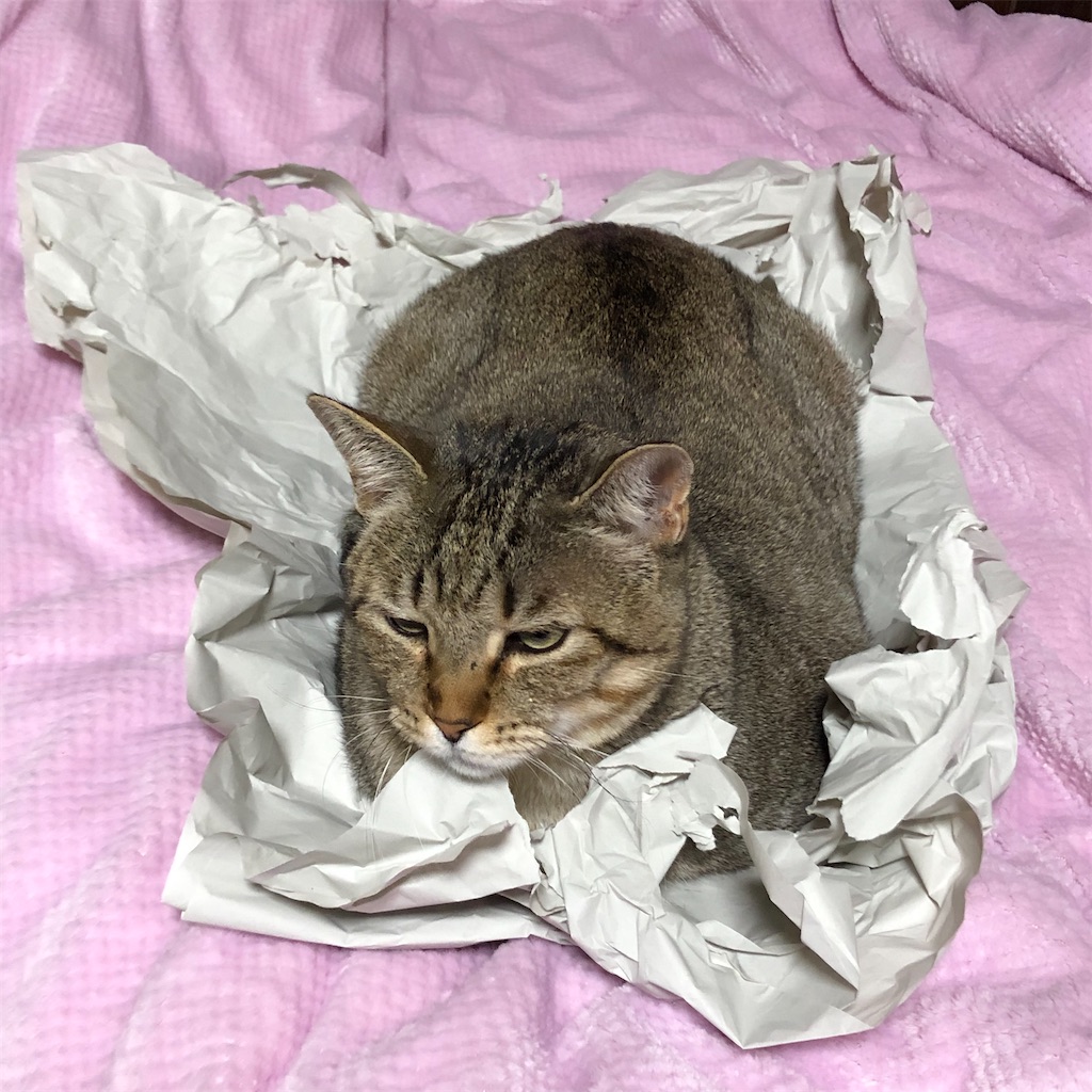 f:id:annesea:20191222175551j:image