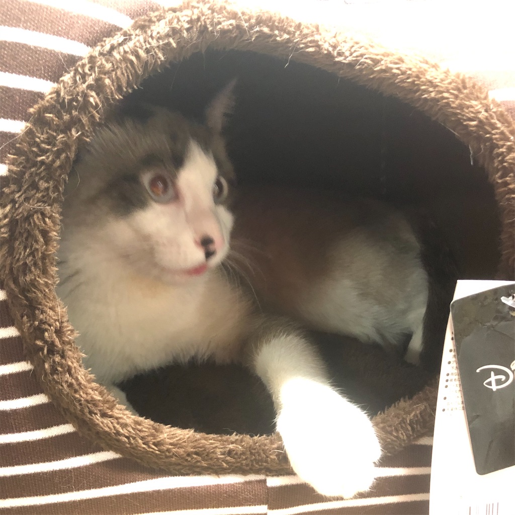 f:id:annesea:20191224225615j:image
