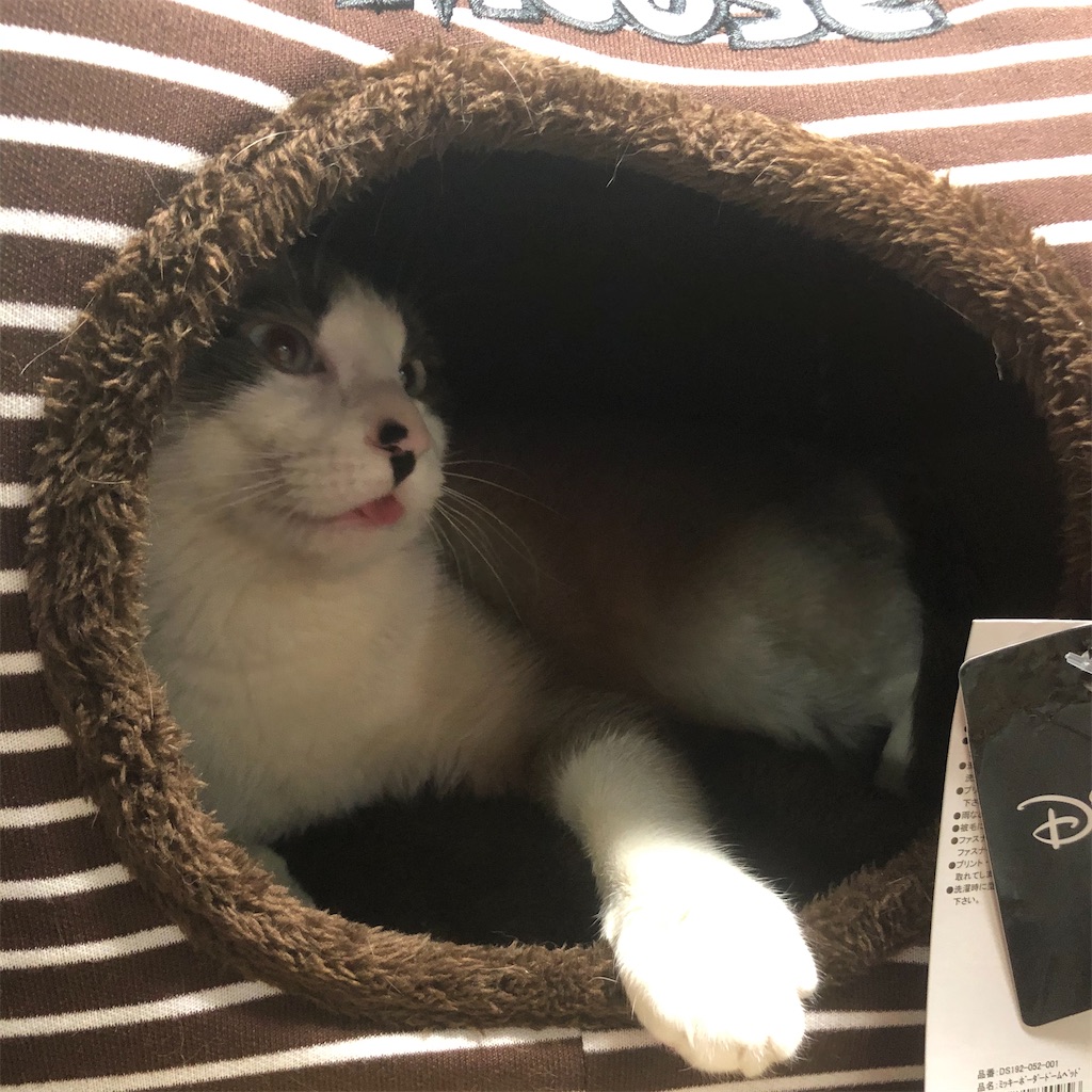 f:id:annesea:20191224225709j:image