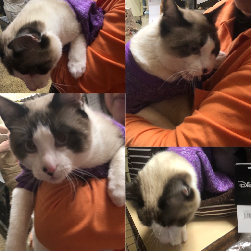 f:id:annesea:20191224225751j:image