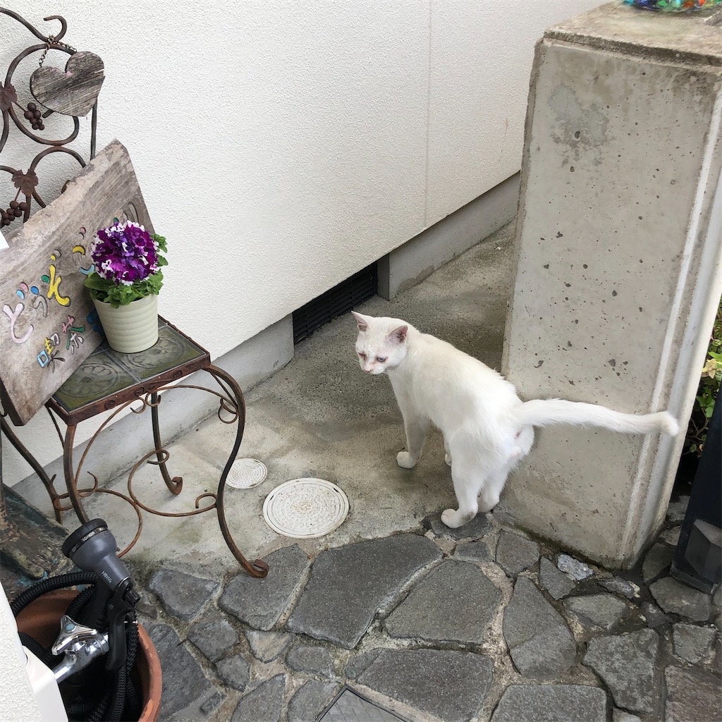 f:id:annesea:20200505152217j:image