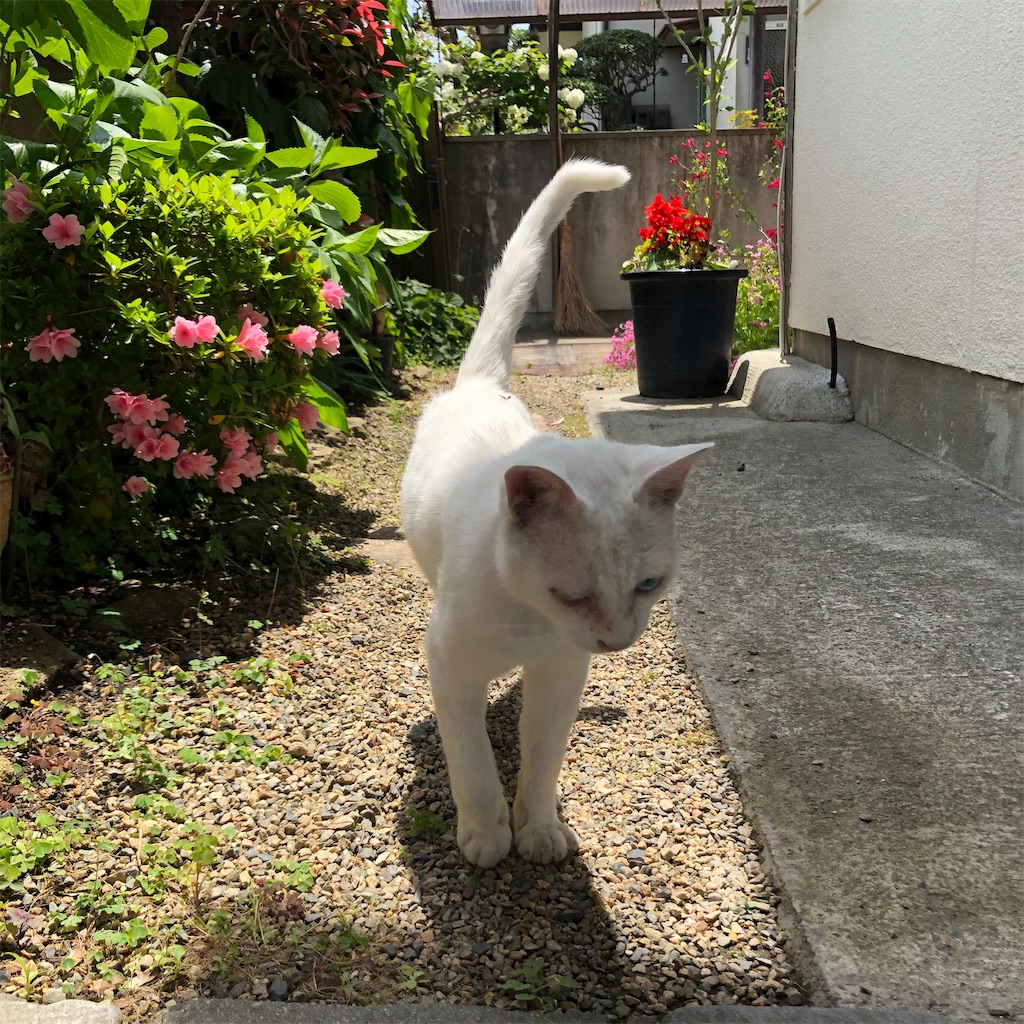 f:id:annesea:20200505152345j:image