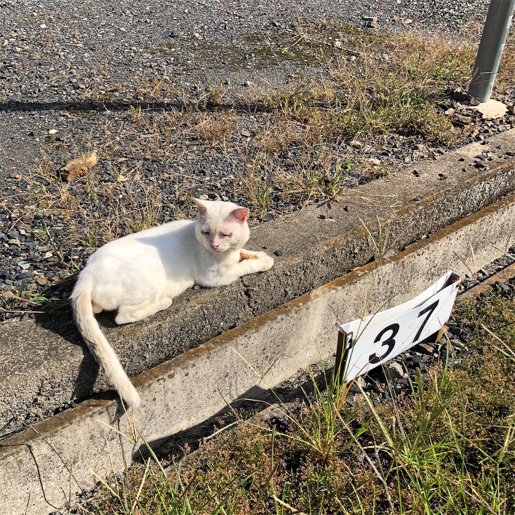 f:id:annesea:20200924162417j:image
