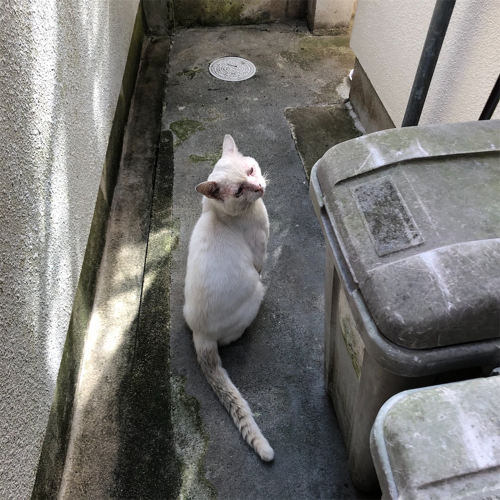 f:id:annesea:20200924163001j:image