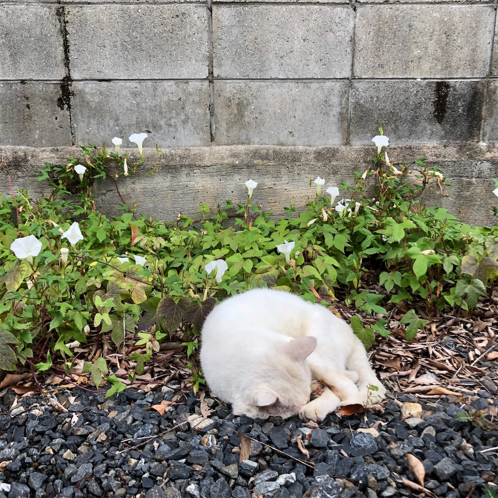 f:id:annesea:20201004214217j:image