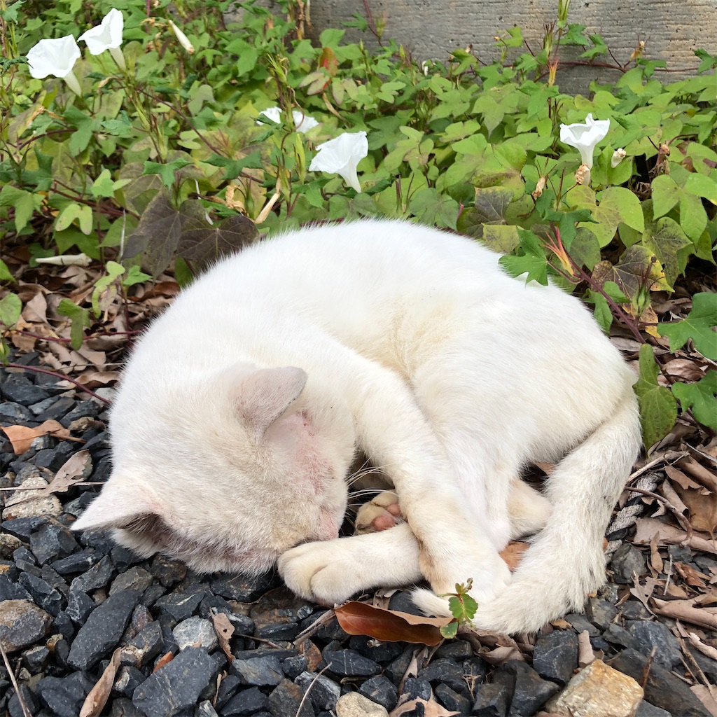 f:id:annesea:20201004214303j:image