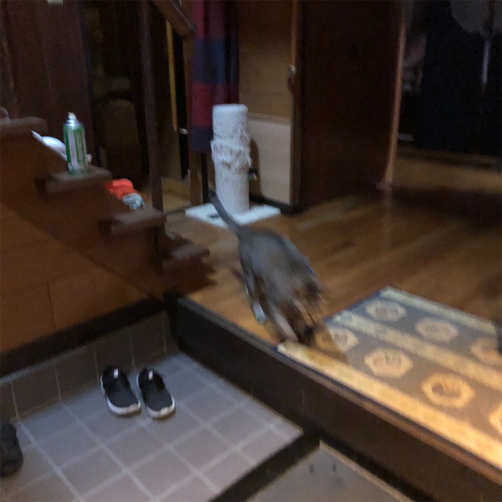 f:id:annesea:20201011204153j:image