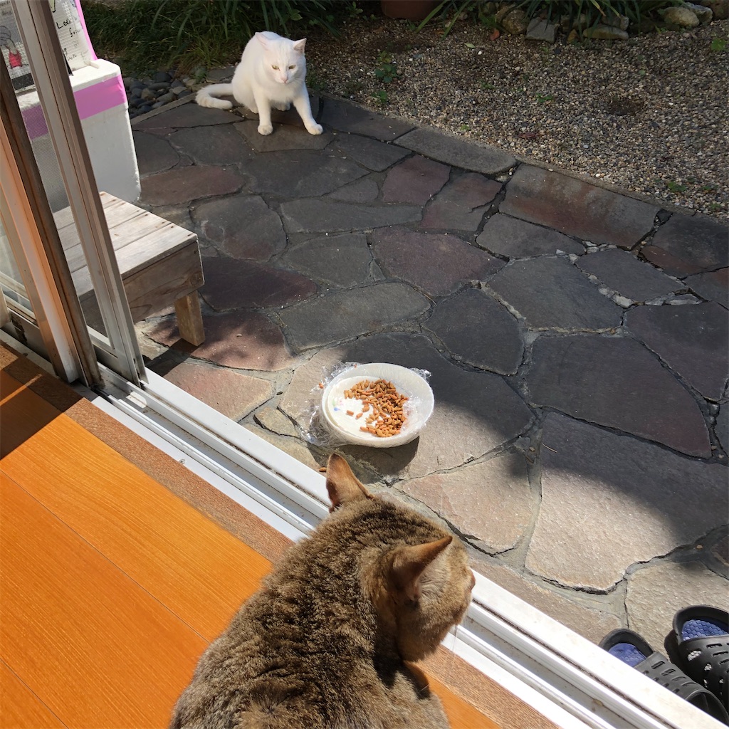 f:id:annesea:20201021152950j:image
