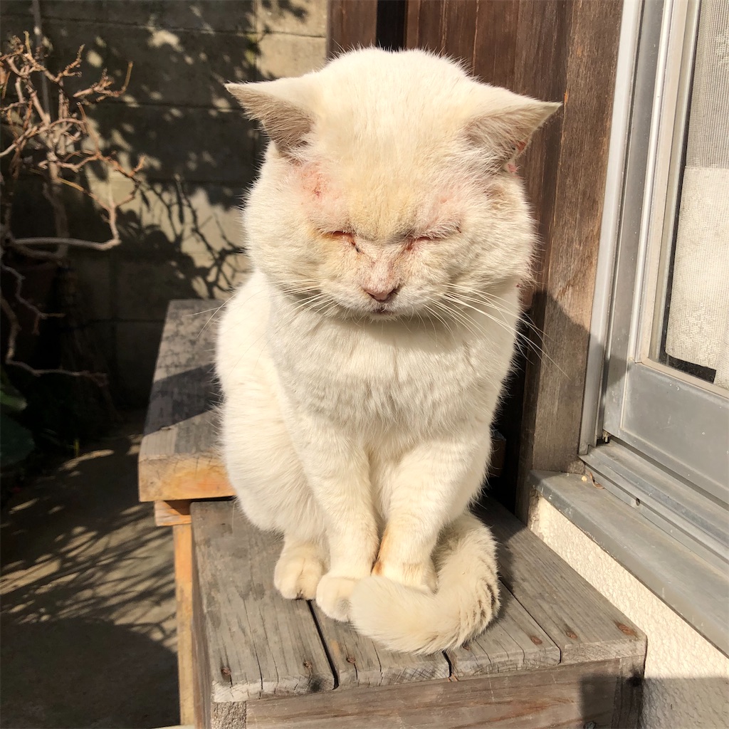 ボス猫の悲哀 ぶささんボス猫らしい喧嘩のケガをする 猫の名はプーチン The Silly Alley Cat S Blog
