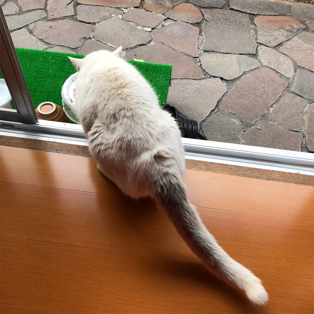 ボス猫の悲哀 ぶささんボス猫らしい喧嘩のケガをする 猫の名はプーチン The Silly Alley Cat S Blog