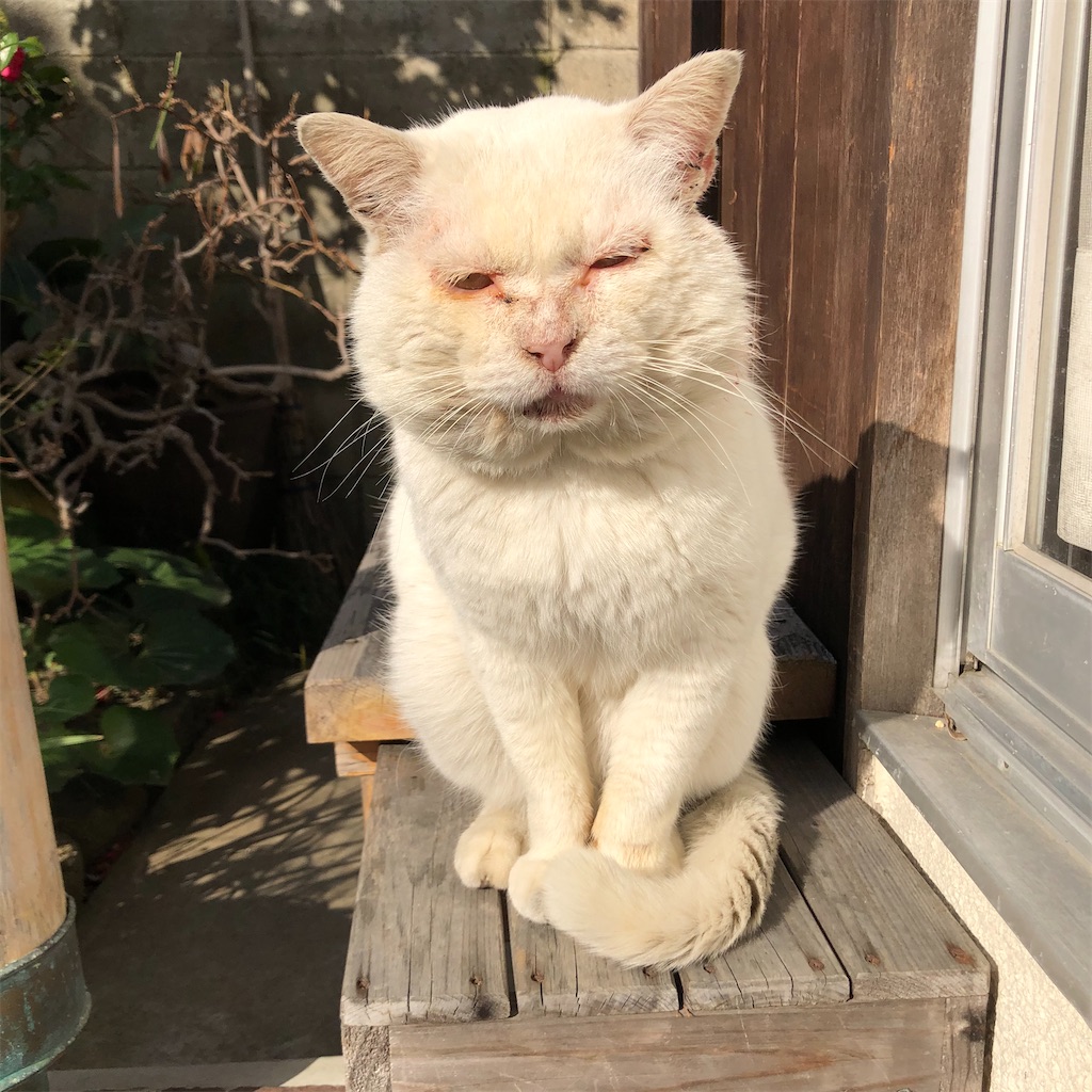 f:id:annesea:20210511202337j:image f:id:annesea:20210511202337j:image