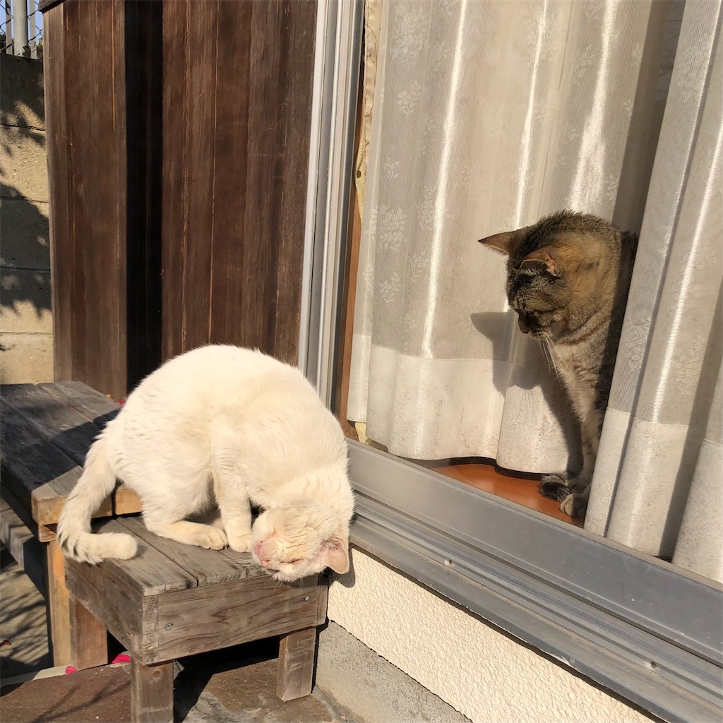 f:id:annesea:20210511202340j:image f:id:annesea:20210511202340j:image