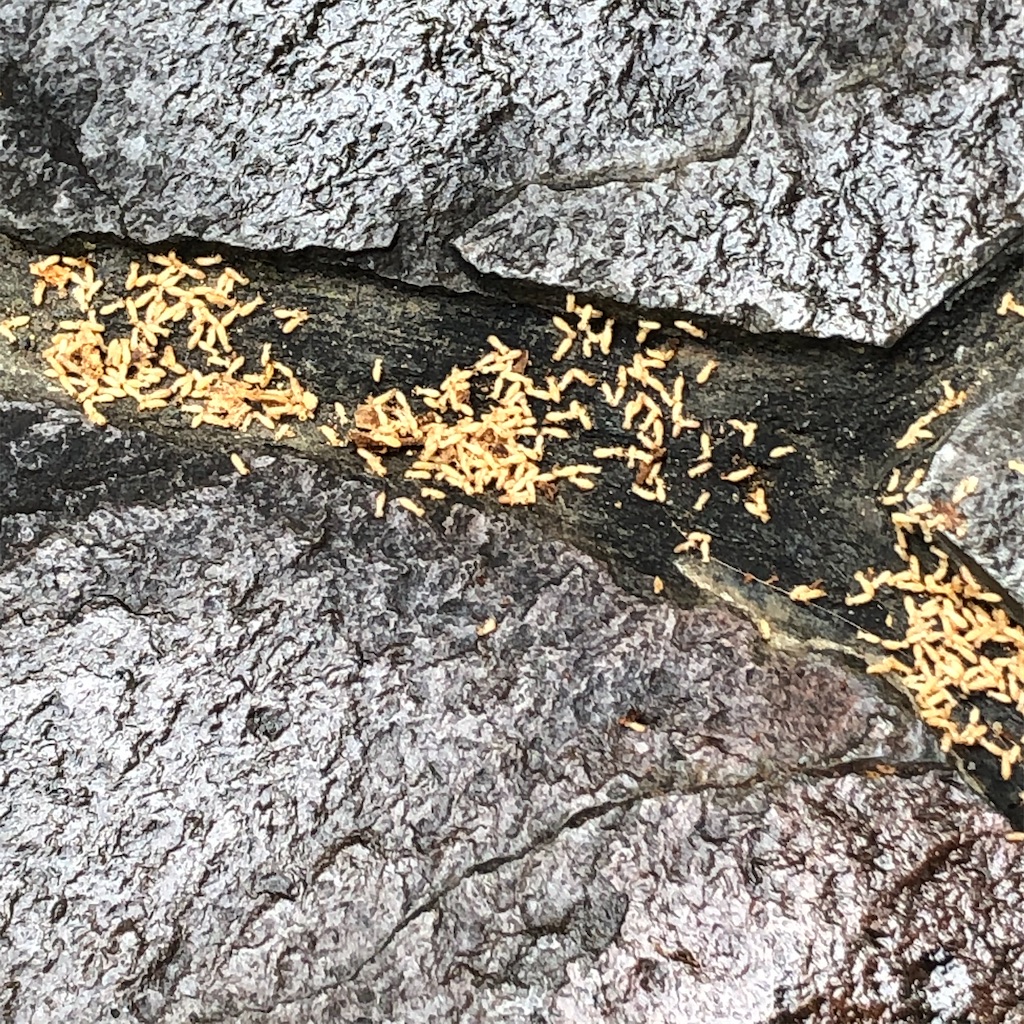 f:id:annesea:20210511202359j:image f:id:annesea:20210511202359j:image