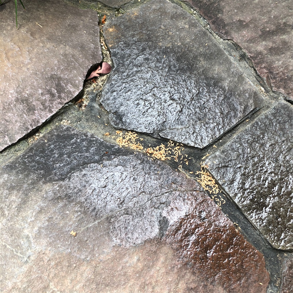 f:id:annesea:20210511202406j:image f:id:annesea:20210511202406j:image