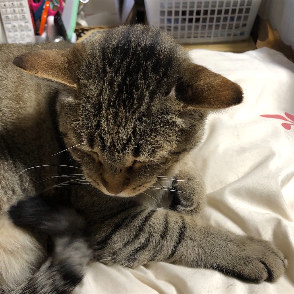 うわぁぁぁぁあ と 叫んでみたい 猫の名はプーチン The Silly Alley Cat S Blog うわぁぁぁぁあ と 叫んでみたい 猫の名はプーチン The Silly Alley Cat S Blog