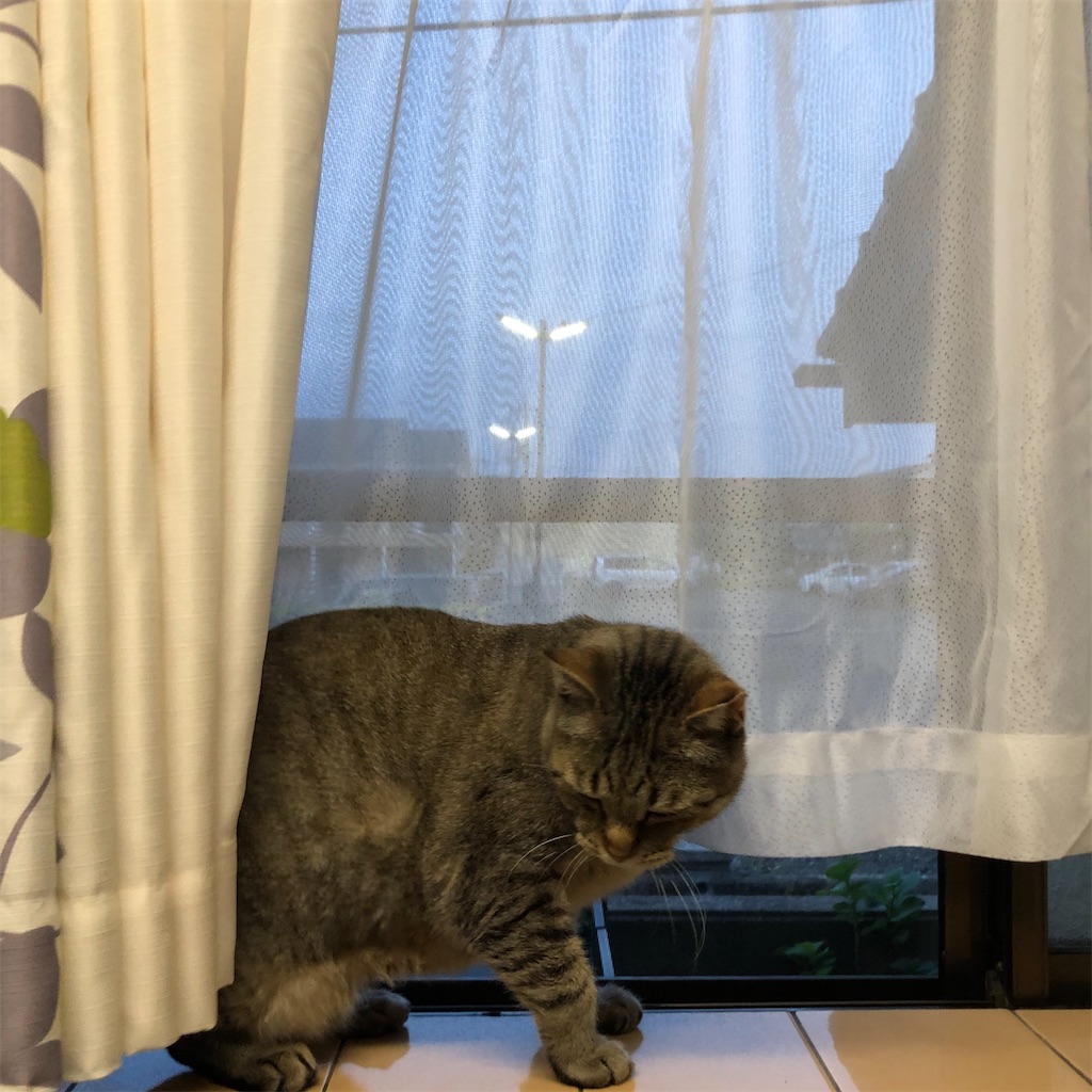 f:id:annesea:20210604000830j:image