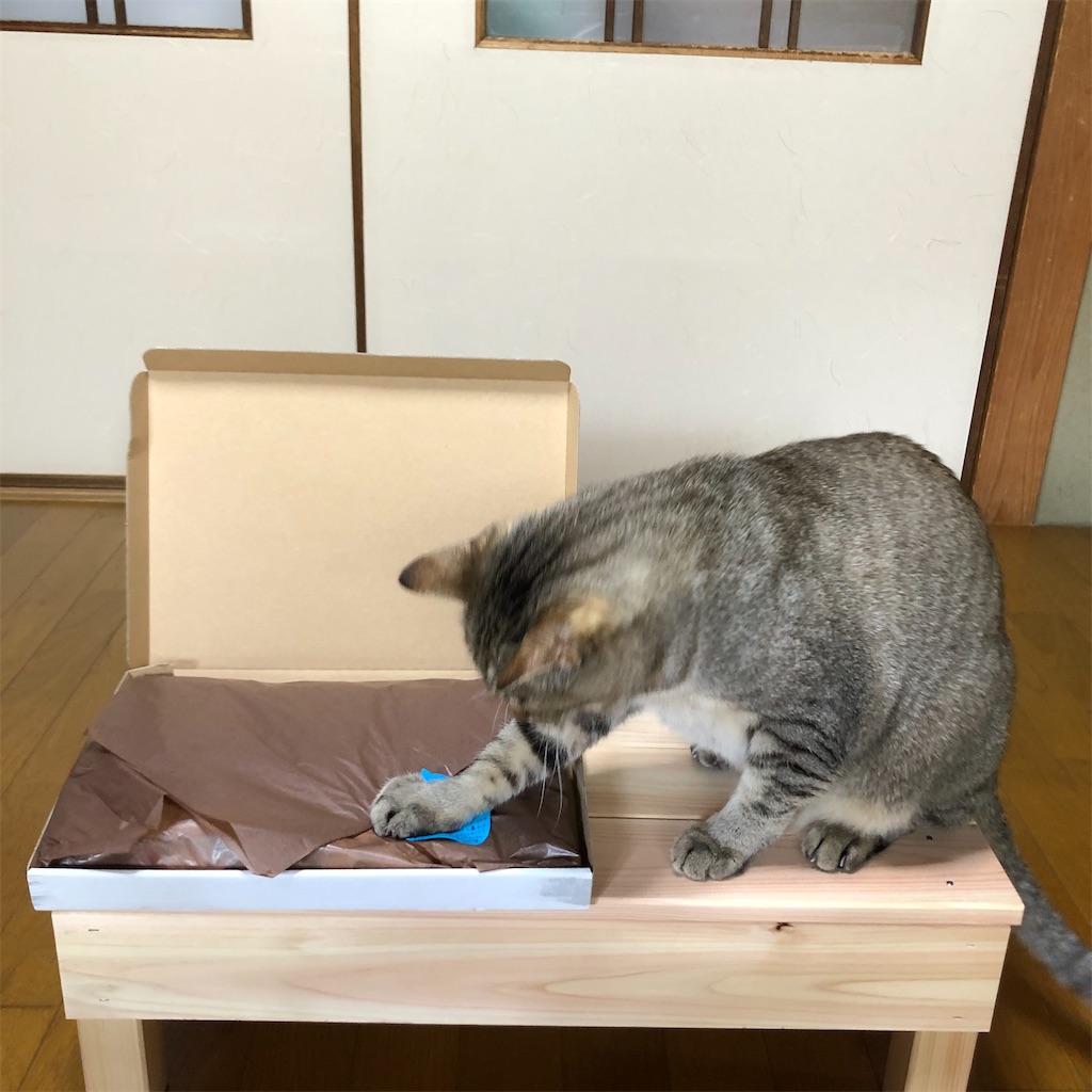 f:id:annesea:20210604224128j:image