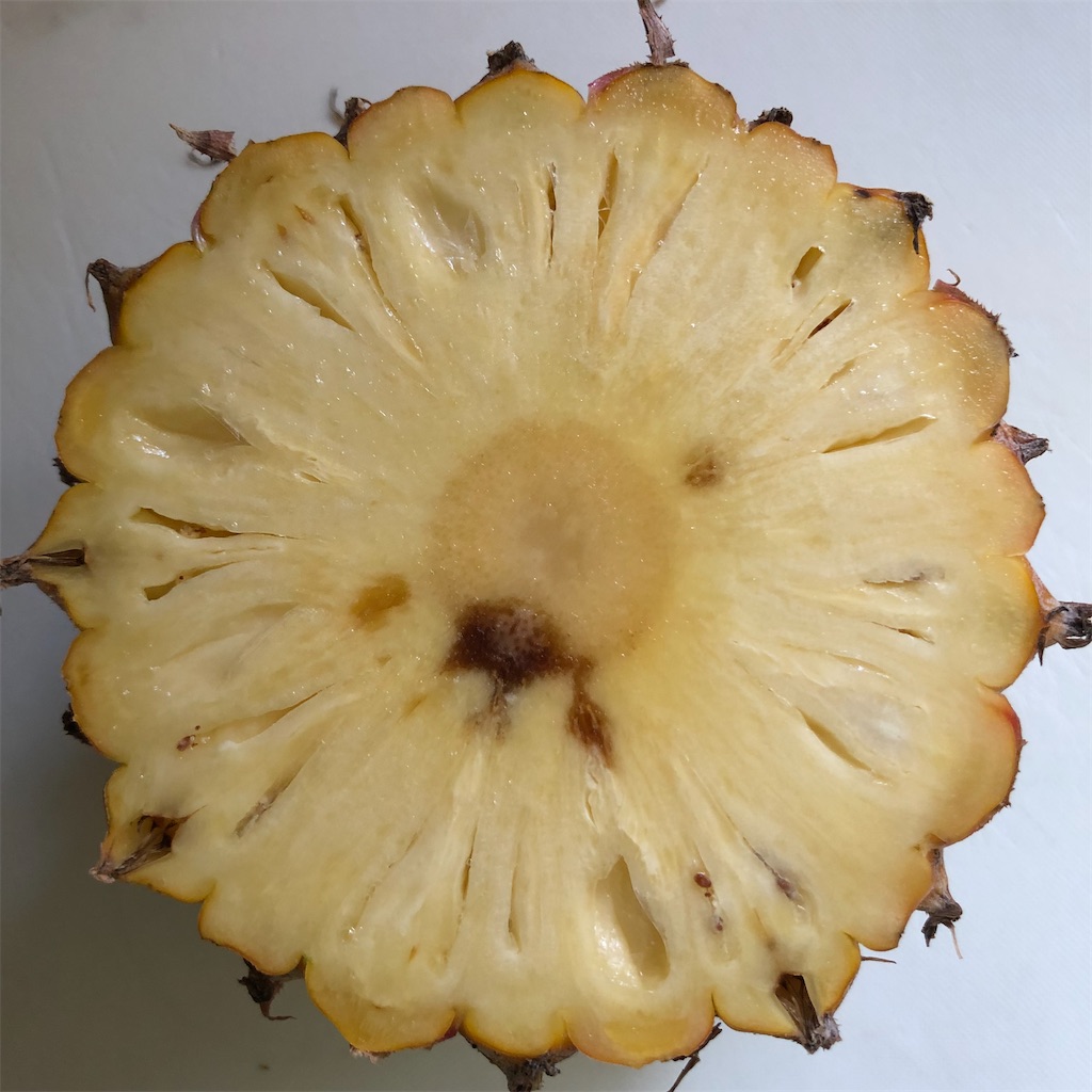 f:id:annesea:20210606145204j:image f:id:annesea:20210606145204j:image