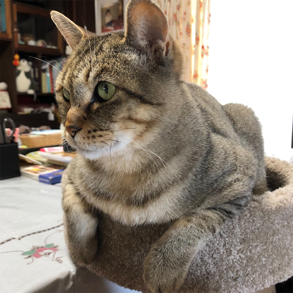 f:id:annesea:20210606145209j:image f:id:annesea:20210606145209j:image